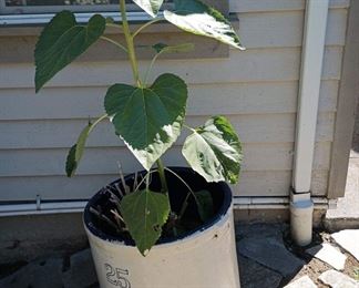 25 Gallon Buckeye Pottery Co - Blue Ribbon Brand Crock