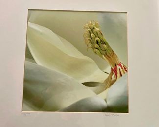 Photography Print - Magnolia by Dawn McLellan