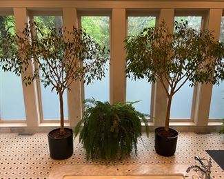 2 Potted Living Ficus Trees & Potted Fern