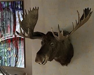 Huge Taxidermy Mounted Moose Head Circa '74