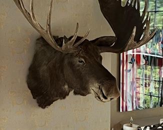 Huge Taxidermy Mounted Moose Head Circa '74
