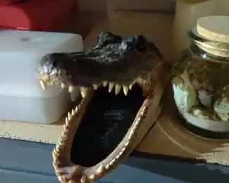 Small Alligator head
