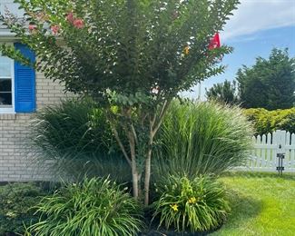 Perennials & annuals 