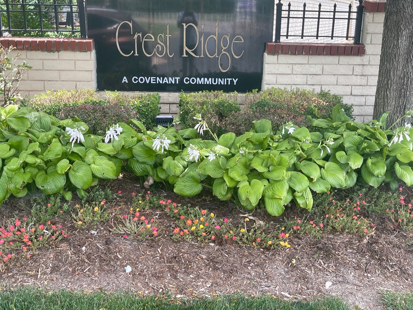 S G Sales And Rosemary In Crestridge Starts On 8 3 2023 s-g-sales-and-rosemary-in-crestridge-starts-on-8-3-2023