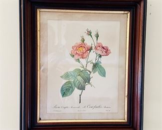 Framed botanical print