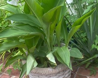 Concrete Basket Weave Planter w/Canna Plant