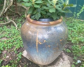 Glazed, Rustic Blue & Tan OLIVE JAR w/ Tan Rim.      Rhododendrum Plant Included