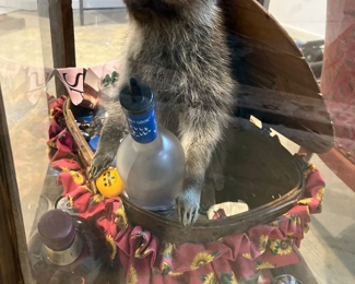 Raccoon Mount in End Table Case