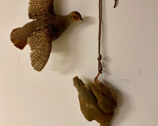 Schwarz Studio,Taxidermy, Chucker Bird Mounts