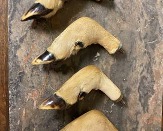 Curved Deer Feet for Gun Rack or Coat Rack