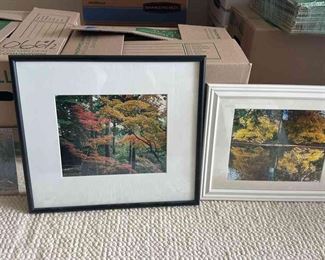 TOI079 - Three Framed Tree Photographs