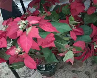 Faux Poinsettia Plants