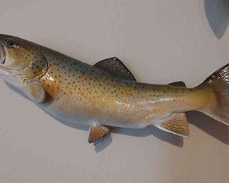 Brown Trout