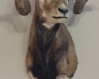 Ram Mount