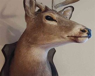 Whitetail Mount