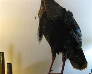 Full Body Turkey Taxidermy Mount