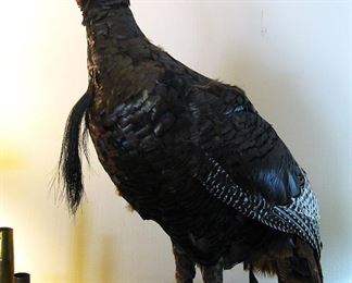 Full Body Turkey Taxidermy Mount