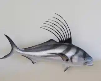 Rooster Fish