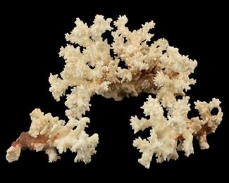 3pc Genuine White Coral
