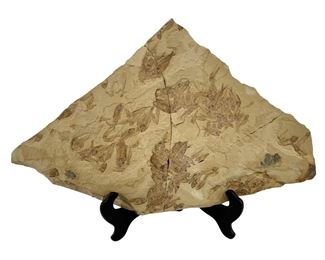 Fossilized School of Fish Slab
