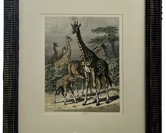 Friedrich Specht Giraffe Lithograph
