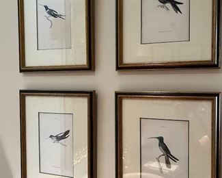 Hummingbird Prints (Set of Ten)