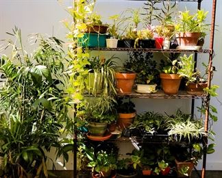 Healthy live plants, large to small. Perennials and succulents 