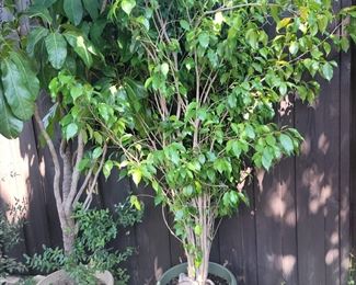 Large, healthy indoor trees - Ficus and dragon