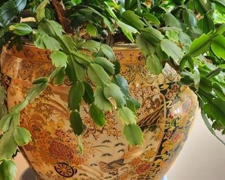 CHRISTMAS CACTUS IN VINTAGE HANDPAINTED PLANTER