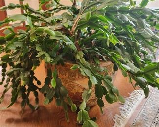 CHRISTMAS CACTUS IN VINTAGE HANDPAINTED PLANTER