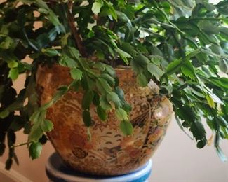 CHRISTMAS CACTUS IN VINTAGE HANDPAINTED PLANTER