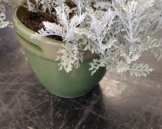 Dusty Millers in really nice pots