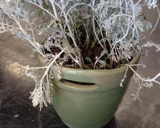 Dusty Millers in really nice pots