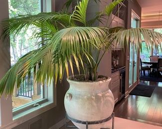 Footed Urn with Palm Total Height with Palm is 93"                    Urn is 40"H x 24.5"W x 86" Round