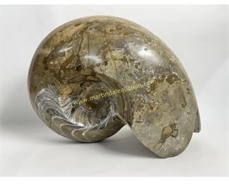 HUGE 41 lbs Ammolite snail