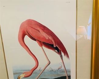 more modern Havell edition of Audubon pink Flamingo print