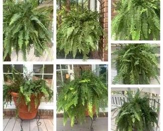 "Woodside: Burden Lake" in Aiken, SC. Closing on Tue 8/8 at 8pm. Pickup is Thu 8/10 from 1-6pm. Please click here to see more photos, descriptions, and current bids:&nbsp;https://ctbids.com/estate-sale/23360