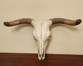 Cow Skull