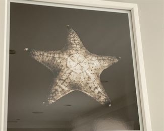  Shell prints  24" x 24"