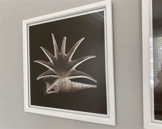  Shell prints  24" x 24"