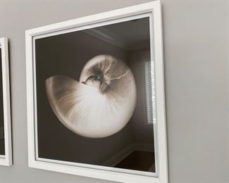 Shell prints  24" x 24"