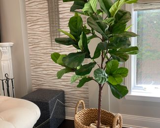   6.6"Faux fiddle leaf fig plant in basket                                          80"h x 24" diameter