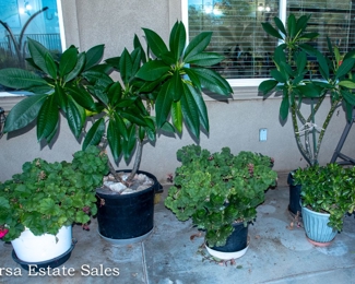 Potted Plants