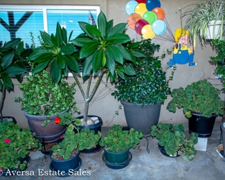 Potted Plants