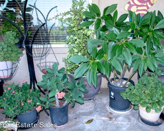 Potted Plants