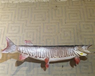 Taxidermy 
Musky fish mount, vintage 