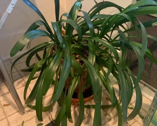 Hawaiian Spider Plant - Chlorophytum Comosum