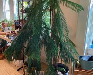 Mature Norfolk Pine Tree