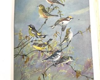 Portraits of New England Birds,c.1932, Illustrated
