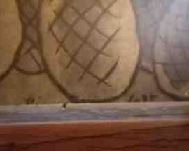 signed and numbered paintings